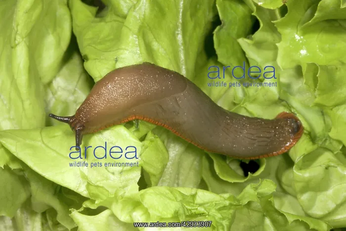 : Common Large Garden Slug - On lettuce : Common Large Garden Slug - On lettuce