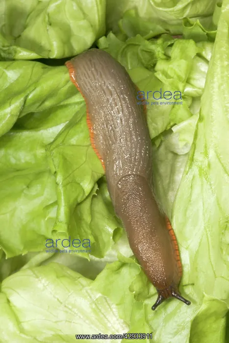 : Common Large Garden Slug - On lettuce : Common Large Garden Slug - On lettuce