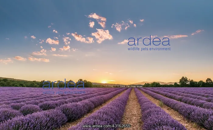 : Common Lavender : Common Lavender