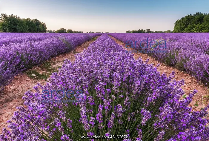 : Common Lavender : Common Lavender