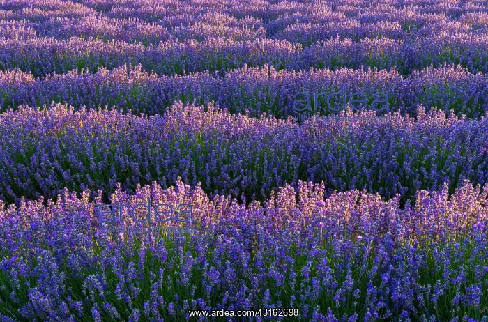 : Common Lavender : Common Lavender