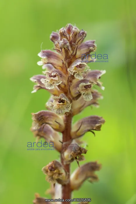 : Common / Lesser Broomrape : Common / Lesser Broomrape