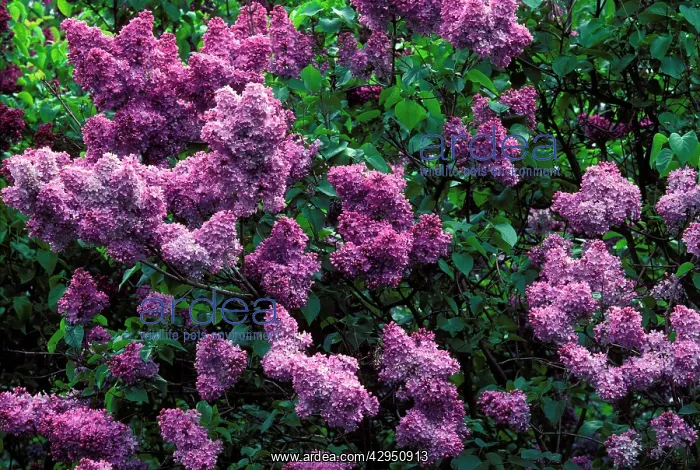  : Common Lilac