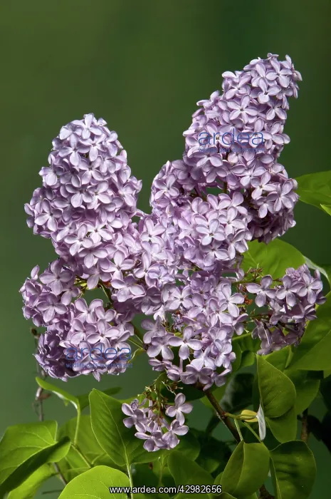 : Common Lilac - Mauve - inflorescence : Common Lilac - Mauve - inflorescence