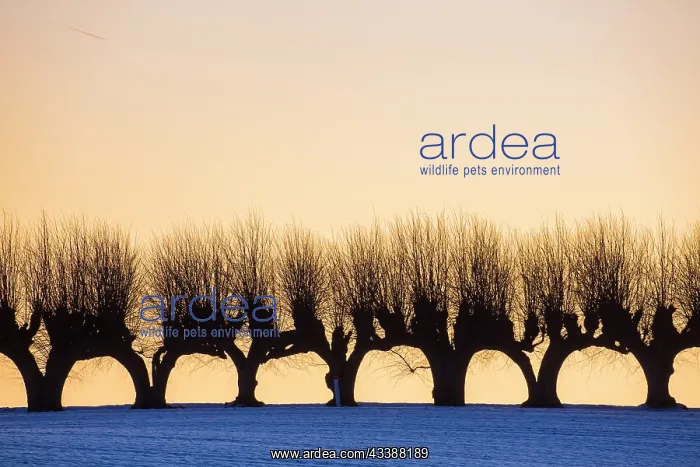 : Common Lime avenue : Common Lime avenue