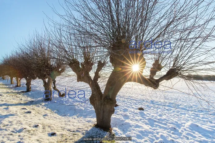 : Common Lime avenue : Common Lime avenue