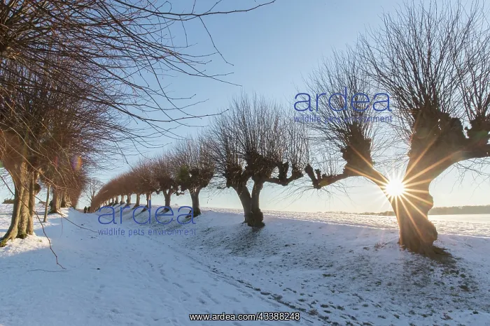 : Common Lime avenue : Common Lime avenue