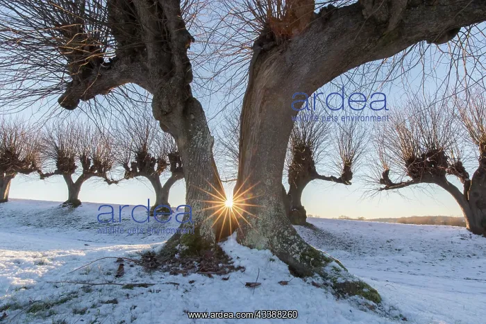 : Common Lime avenue : Common Lime avenue