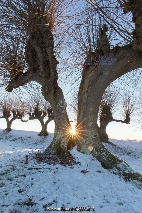 : Common Lime avenue : Common Lime avenue