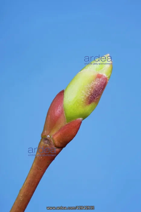 : Common lime bud and leaf : Common lime bud and leaf