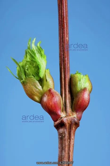: Common lime bud and leaf : Common lime bud and leaf