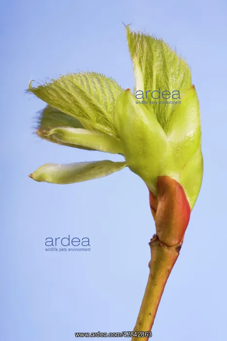 : Common lime bud and leaf : Common lime bud and leaf