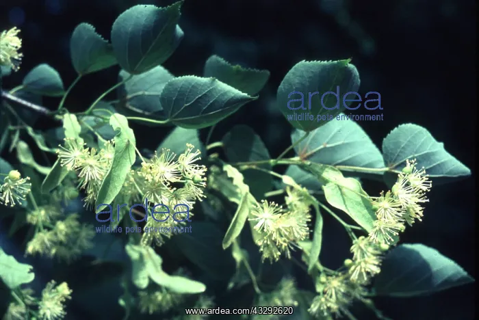 : COMMON LIME FLOWERS : COMMON LIME FLOWERS
