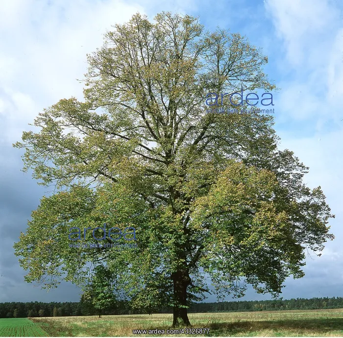 : COMMON LIME TREE : COMMON LIME TREE