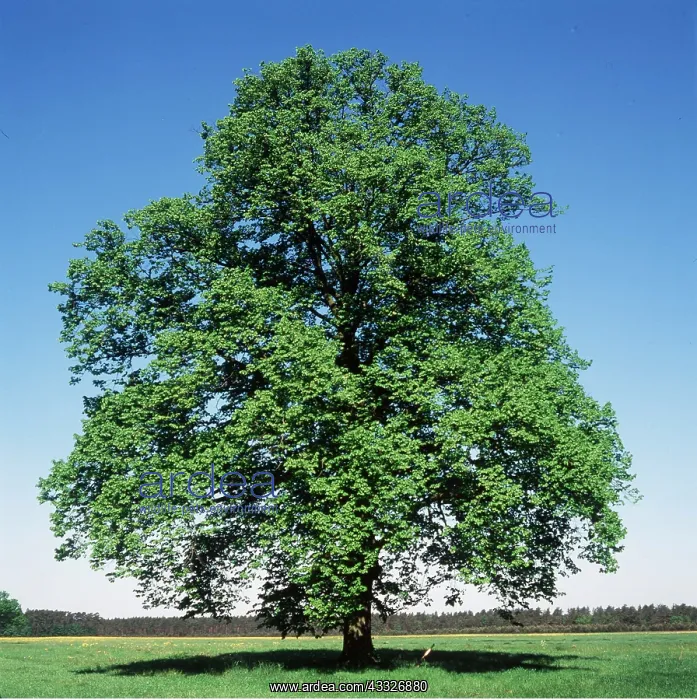 : COMMON LIME TREE : COMMON LIME TREE