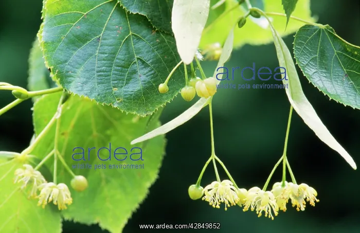 : Common LIME Tree - in bloom : Common LIME Tree - in bloom