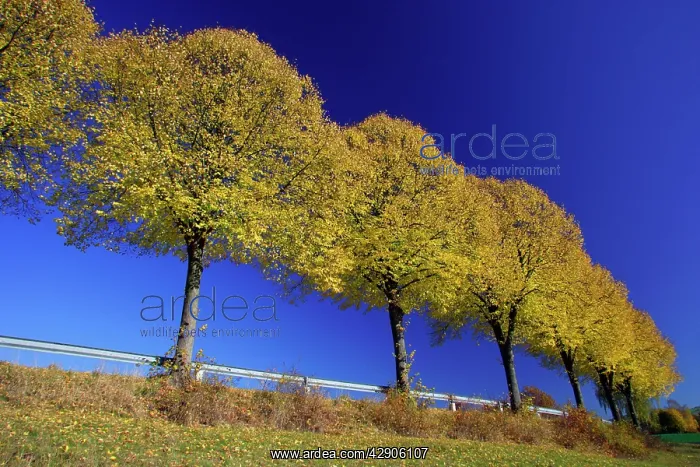 : Common Lime Trees - On roadside, in autumn colour : Common Lime Trees - On roadside, in autumn colour