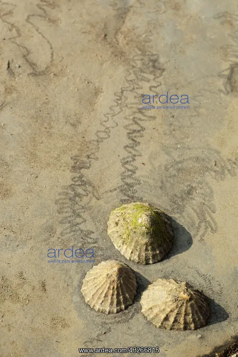 : Common limpet (Patella vulgata), Common limpets : Common limpet (Patella vulgata), Common limpets