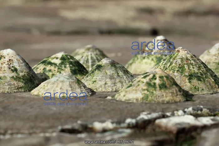 : Common limpet (Patella vulgata), Common limpets : Common limpet (Patella vulgata), Common limpets