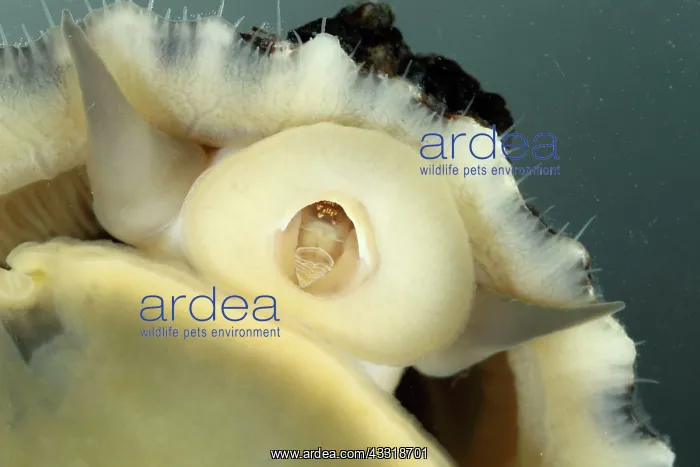 : Common limpet (Patella vulgata), Common limpets : Common limpet (Patella vulgata), Common limpets