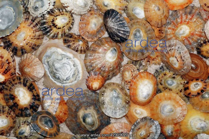 : Common Limpet Shells - on coast at Bamburgh : Common Limpet Shells - on coast at Bamburgh