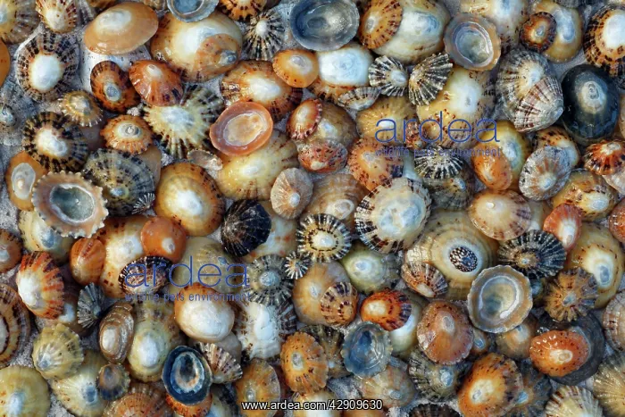: Common Limpet Shells - on coast at Bamburgh : Common Limpet Shells - on coast at Bamburgh