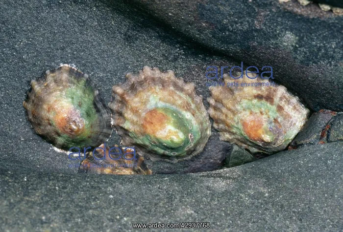 : Common Limpets : Common Limpets