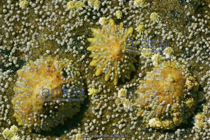 : Common limpets and acorn barnacles (Semibalanus : Common limpets and acorn barnacles (Semibalanus
