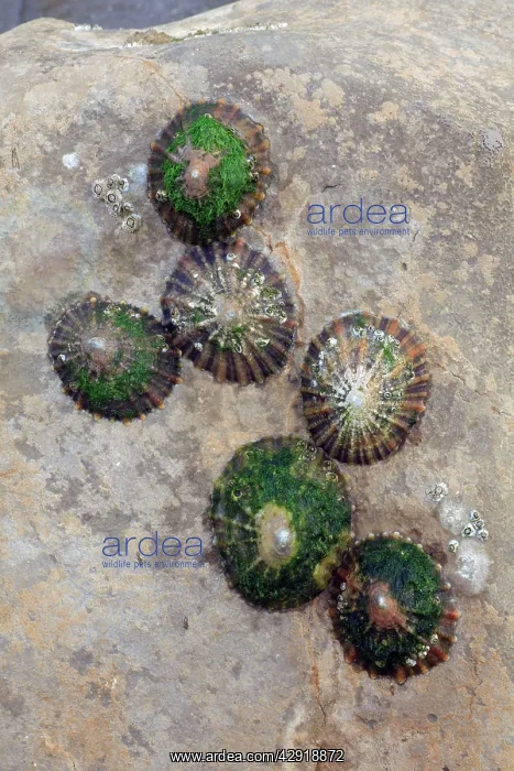 : Common Limpets and Common Rock Barnacles (Balanus : Common Limpets and Common Rock Barnacles (Balanus