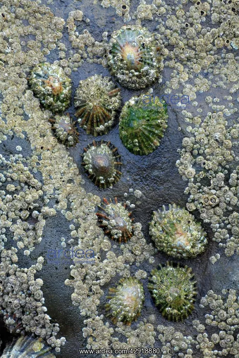 : Common Limpets and Common Rock Barnacles (Balanus : Common Limpets and Common Rock Barnacles (Balanus