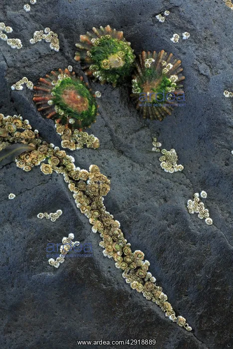 : Common Limpets and Common Rock Barnacles (Balanus : Common Limpets and Common Rock Barnacles (Balanus
