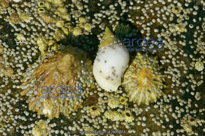  : Common limpets, dogwhelk and acorn barnacleson