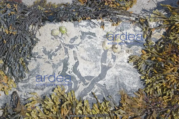 : Common Limpets - showing feeding paths on rocks at low tide : Common Limpets - showing feeding paths on rocks at low tide
