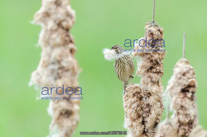 : Common Linnet : Common Linnet