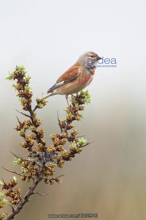 : Common Linnet : Common Linnet