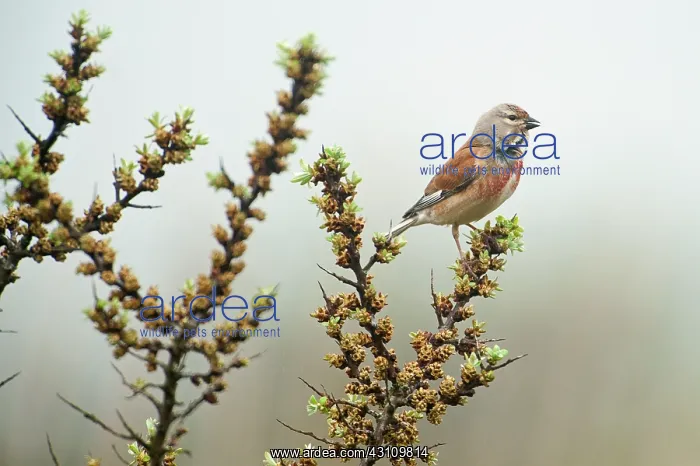 : Common Linnet : Common Linnet