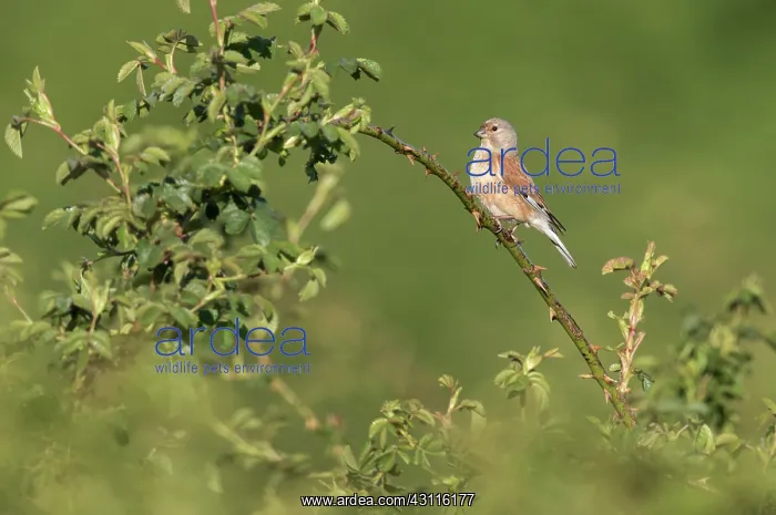 : Common Linnet : Common Linnet