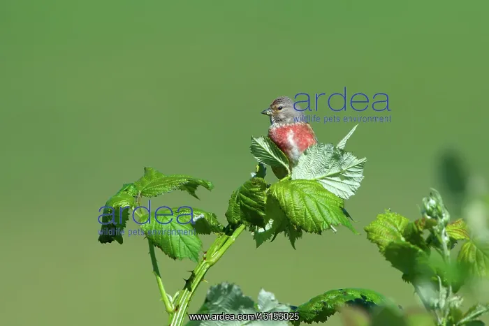 : Common Linnet : Common Linnet