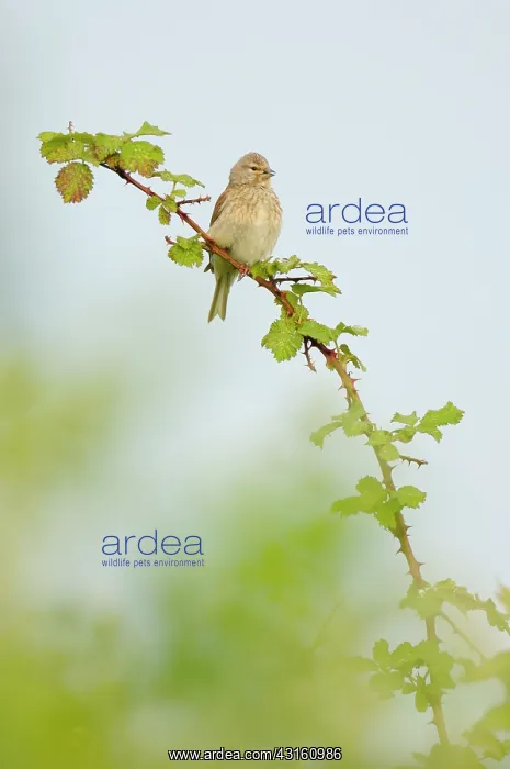 : Common Linnet : Common Linnet