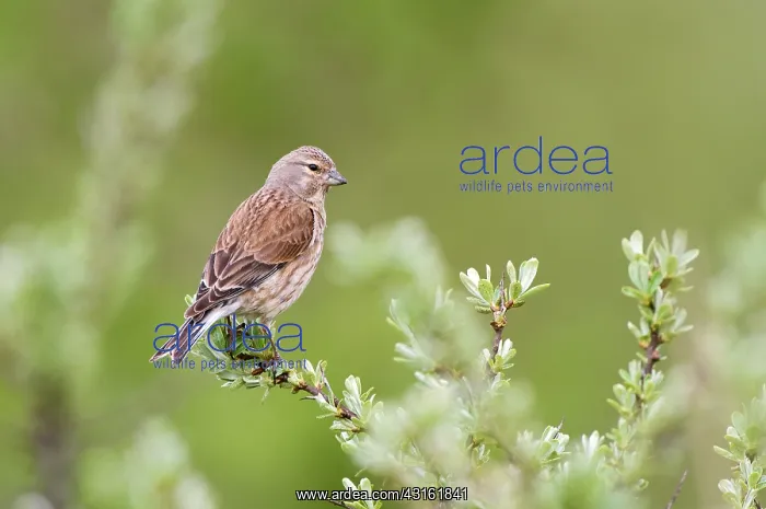 : Common Linnet : Common Linnet