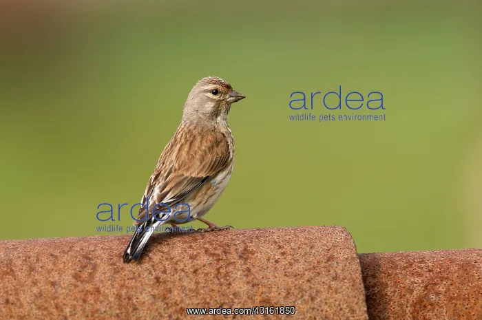 : Common Linnet : Common Linnet