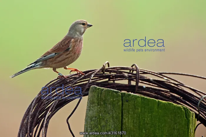 : Common Linnet : Common Linnet
