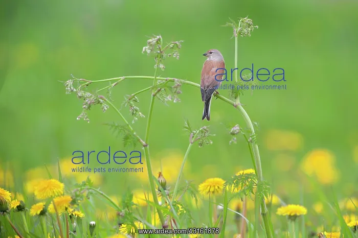 : Common Linnet : Common Linnet