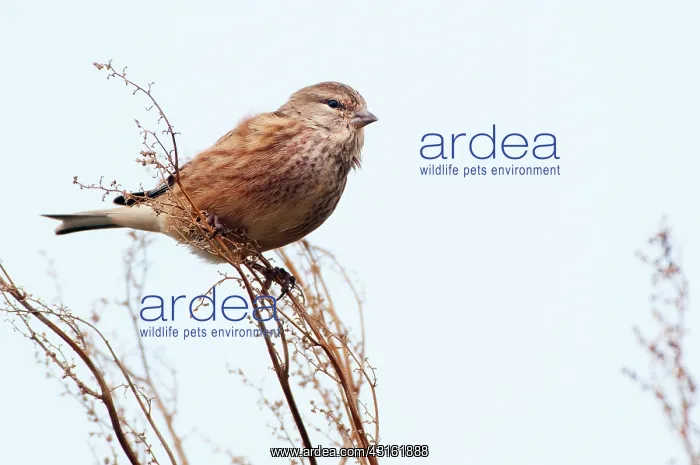 : Common Linnet : Common Linnet