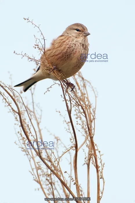 : Common Linnet : Common Linnet