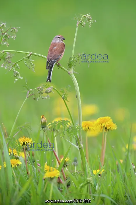: Common Linnet : Common Linnet