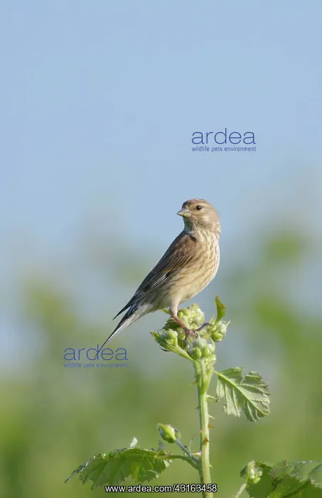 : Common Linnet : Common Linnet