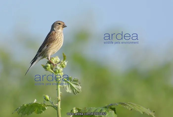 : Common Linnet : Common Linnet