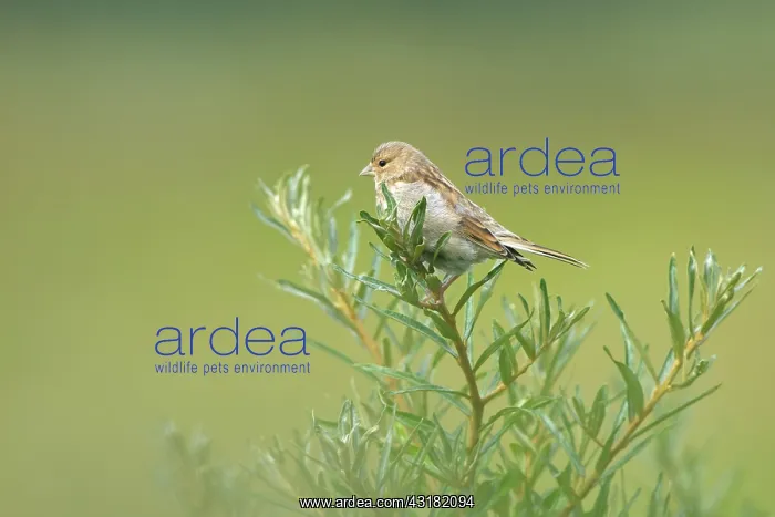 : Common Linnet : Common Linnet