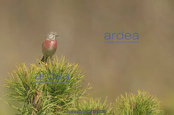 : Common Linnet : Common Linnet